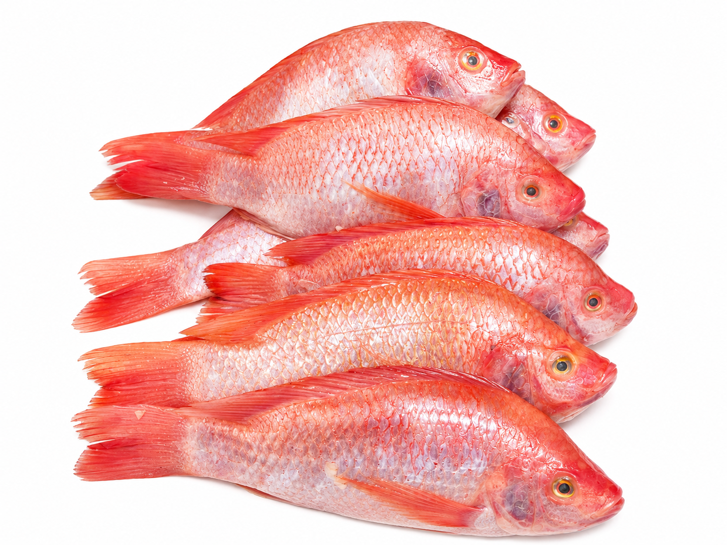 Mojarra Roja Salada y Fresca